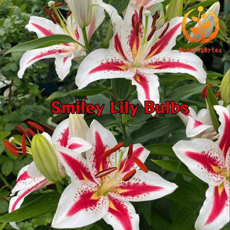 Smiley Lily Seeds - Unique and Cute + Easy to Grow + Compact