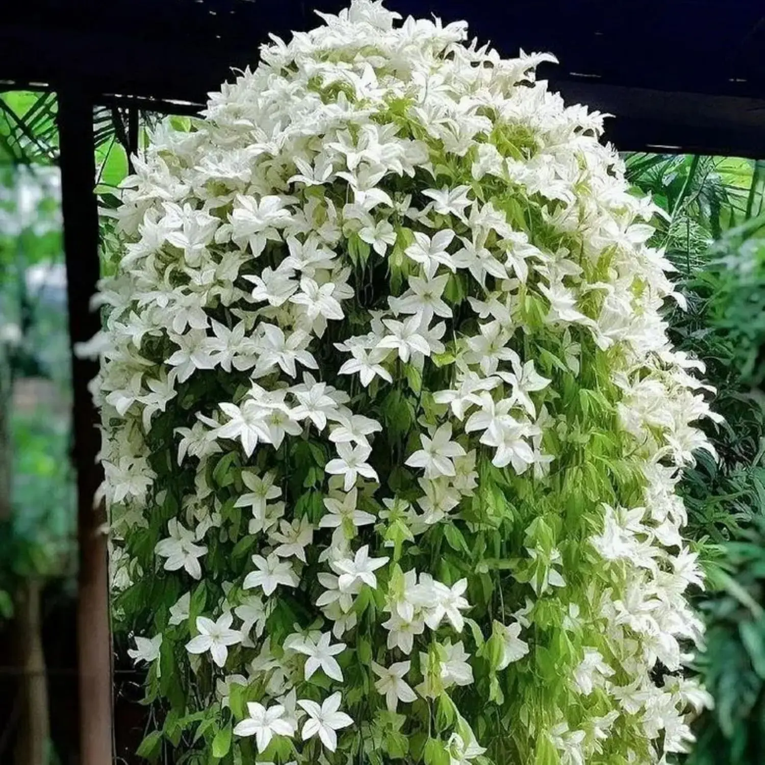 200-Piece Bulk Pack Fragrant Aromatic Jasmine Flower Seeds for Planting, Decorative Home Garden Supplies