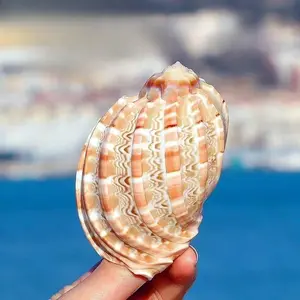 Fruit Snail Hermit Crab Rolled Shell Fish Special Shell Fish Tank Ornament Natural Conch Shell Pipa Snail Indoor Aquarium