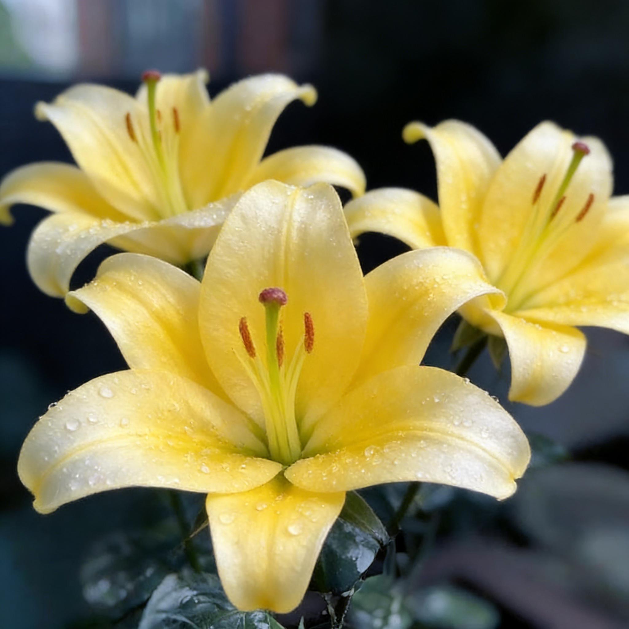 Yellow perfume lily flower bulbs large, rich fragrance, bright colors, long flowering period; even beginners can easily achieve rich flowering