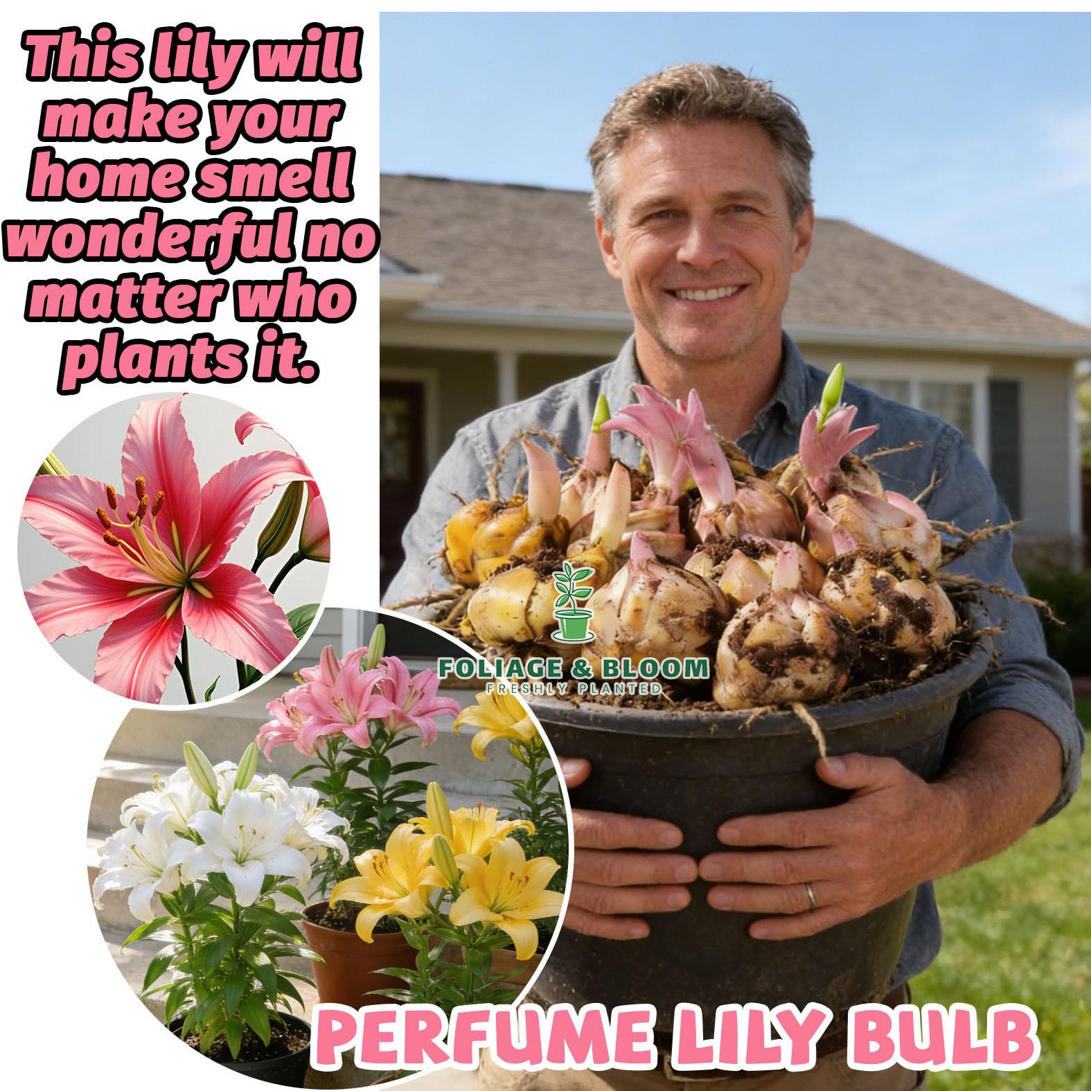 High-quality perfume lily flower bulbs, big fragrant flowers, shipped with buds, flowering all year round, suitable for indoor and outdoor potted plants, cold-resistant and easy to grow