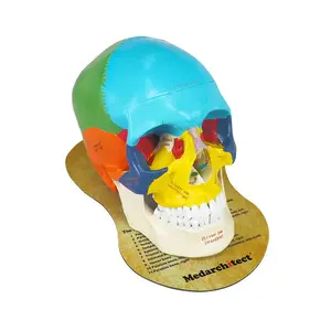 Medarchitect Upgraded Life Size Human Colored Head Skull Anatomical Model with Newest Laser-Etched Fonts and Skull Diagram Mouse Pad for Medical Student Human Anatomy Study Course Demonstration
