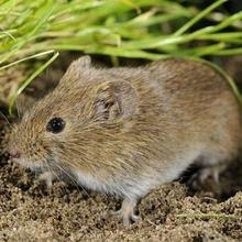 Quality Rat Trap, Humane Live Animal Mouse Cage Traps, Catch and Release Mice, Rats,Chipmunk, Pests, Rodents and Similar Sized Pests for Indoor and Outdoor, 10.6 X 5.63 X 4.33 Inches, One-Door