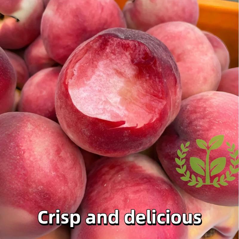 Peach tree seedlings for beginners