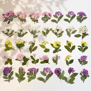 Embossed Narcissus With Branches Can Be Used For Dried Flower Phone Case Crafts DIY Dried Flower Eternal Life Flower Photo Frame Dried Flower Embossing Hanging Painting Dried Flower Greeting Card Card Dried Flower Embossing Mirror