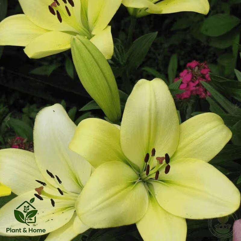 Lily, the embellishment of childhood greenery! Green lilies bloom like fairy tales, are shade-resistant and easy to raise, and are evergreen in all seasons - bringing healing scenery to your courtyard or balcony