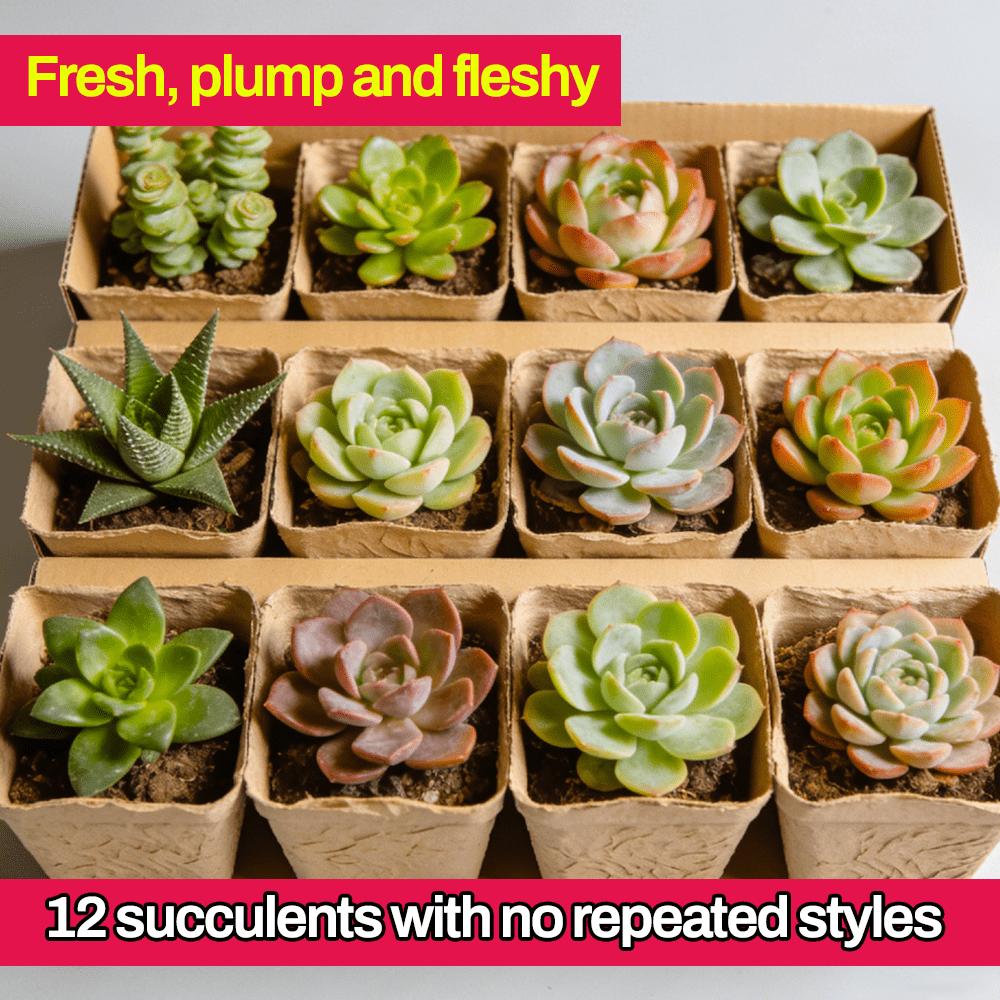 12 Succulents, Fine Succulents, Live Plants, Mixed Succulents, Bare Root Shipping, Collectible Grade, Suitable for Gardening Enthusiasts, DIY Projects, Wedding Favors, No Duplicates