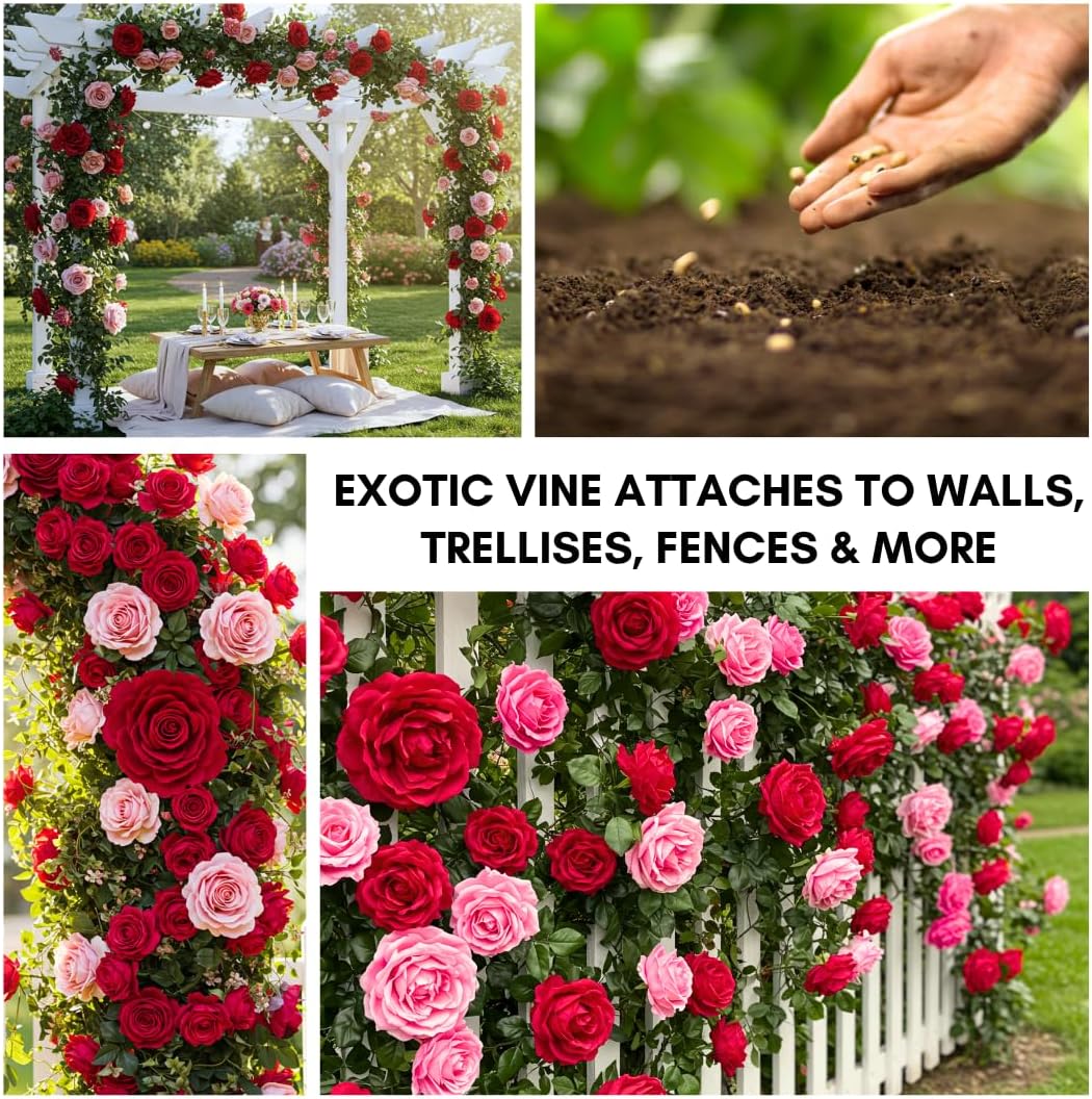 200 PCS Climbing Rose Rosa Seeds for Planting Outdoors  Garden