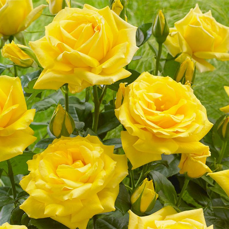 200 + Mixed Rose Seeds - Outdoor Flower Seeds, Rose Seeds, Home Garden Blooms