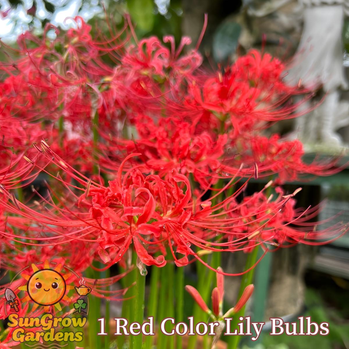 Lily Ball, natural fertilizer flower ball, multi-season flowering and year-round growth, suitable for indoor and outdoor planting in all regions, cold-resistant and easy to survive.