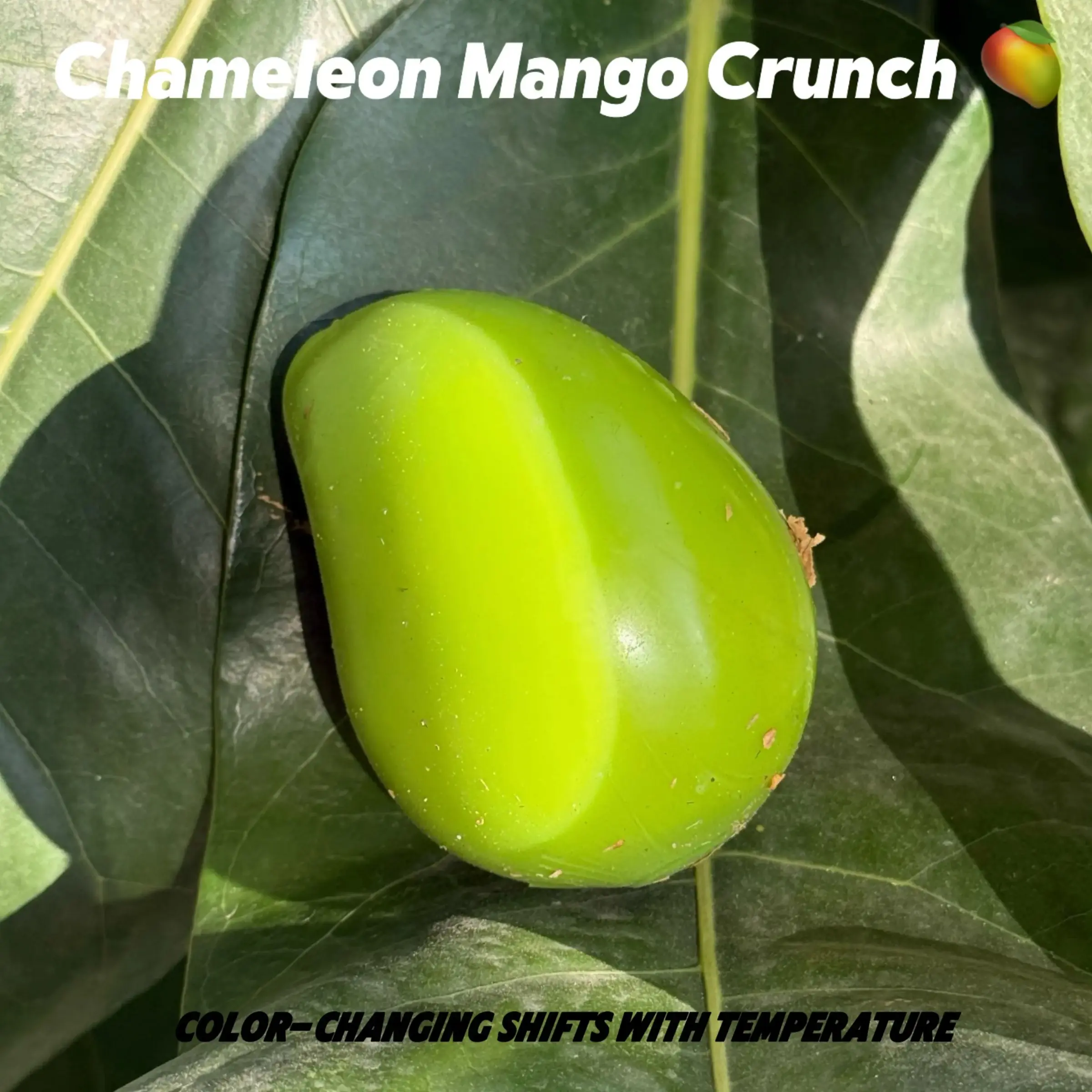 Handmade Crispy Mango Stress Ball Squeeze Toy, Color-Changing Mango Squishy Fidget Ball, ASMR Sensory Stress Relief Toy