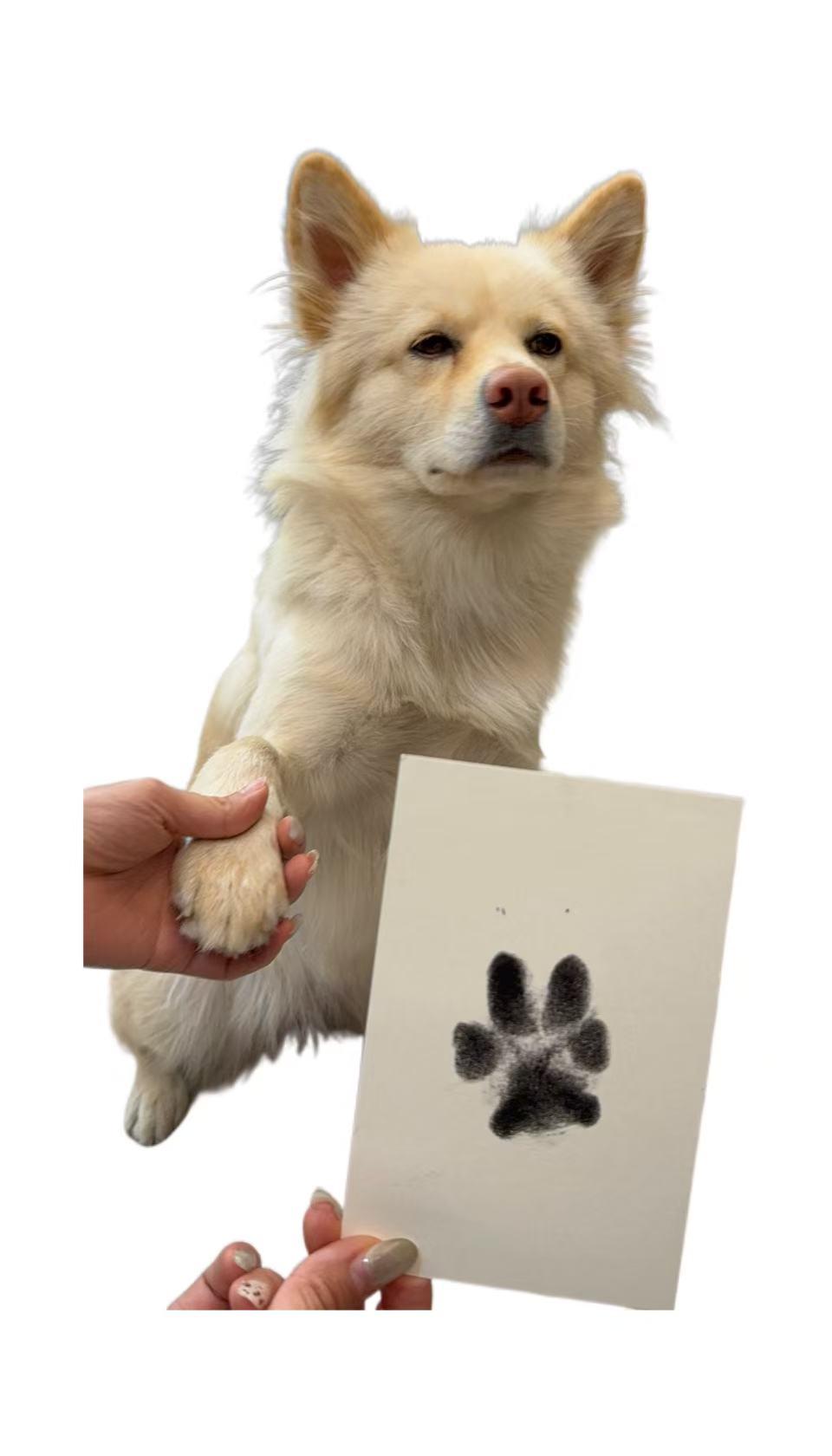 Paw Print Kit + 2 Photo Frame Inkless Hand and Footprint Kit for Dogs & Cats Mess-Free Clean Touch Ink Pad Multi-pet Capability Easy-to-Use Pet Memorial Keepsake Non-contact Usage