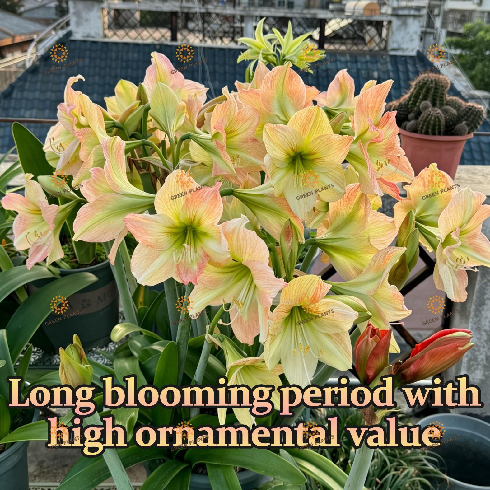 Hyacinth bulb, with excellent quality, easy to plant, high survival rate, long flowering period, and multiple years of blooming, is an ideal choice for garden decoration. It is suitable for indoor and outdoor potted plants, family balconies, and garden gr