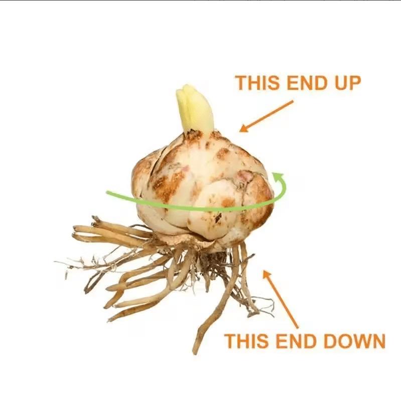 Smiley Lily Seeds - Unique and Cute + Easy to Grow + Compact