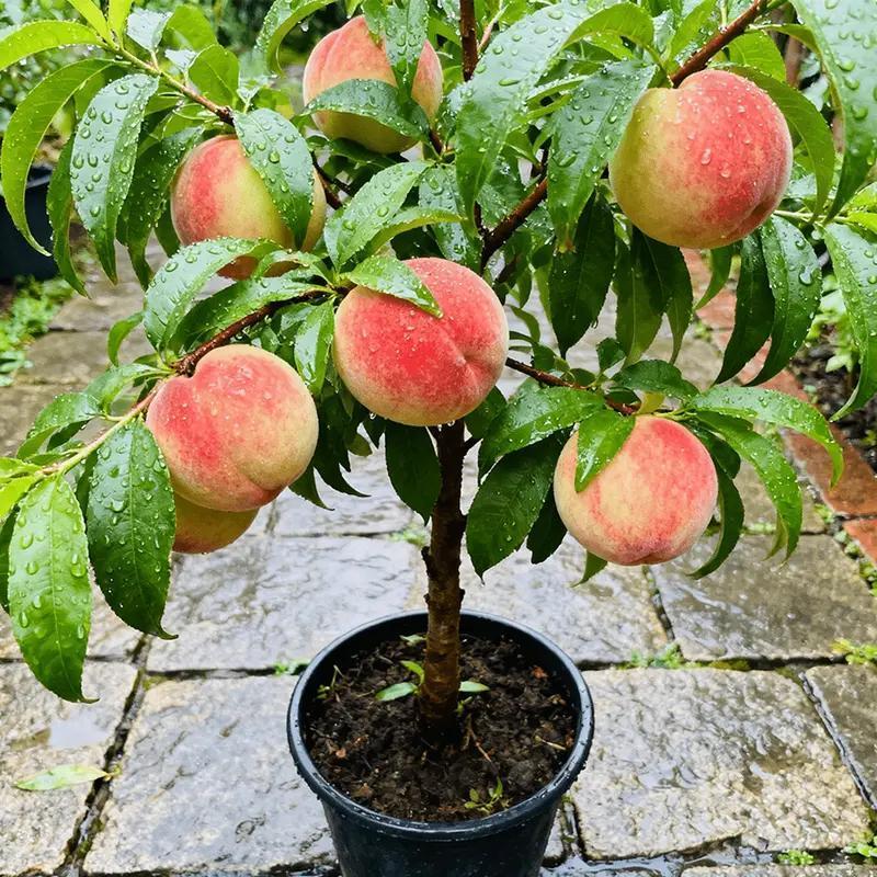 Peach saplings have been cultivated and can be planted immediately. They have strong cold resistance. The tree is one to two years old. The peaches are sweet and delicious. They are suitable for potted planting in gardens, gardens and balconies.