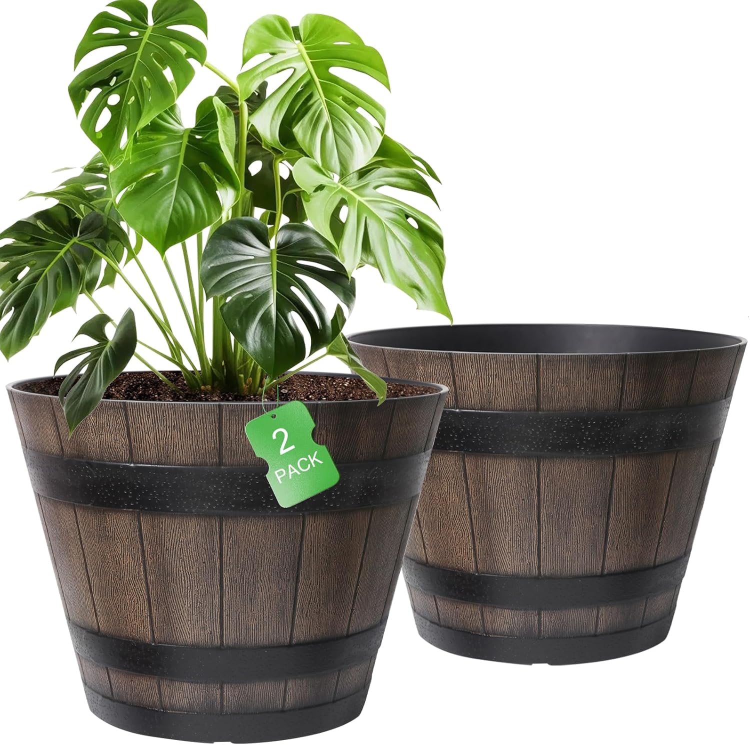 aglaonema black leaves Aglaonema 'Black Pink'