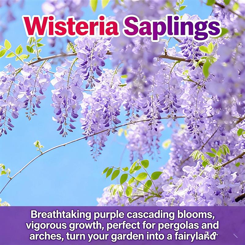 Wisteria seedlings, climbing Wisteria, suitable for gardens, easy to climb, garden flower wall scene, blooming green plants