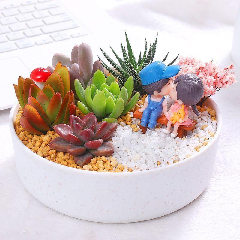 Mix & Match Succulents (12/15/24/30 Pcs) – Wide Variety, Easy Care & Perfect for Beginners. Ideal Desk Decor! Plant