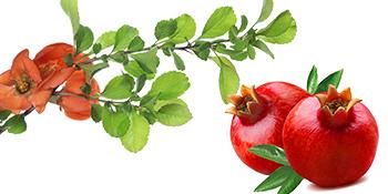 Salt Cellar 2 PCS Ceramic Pomegranate Shaped Salt Bowl With Lid and Spoon