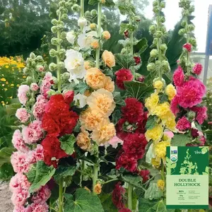 [Promise: Germinate or Refund]500pcs Double Hollyhock Seeds 'Radiant Rose - Mixed Colors, Non-GMO Heirloom, Hardy Biennial for Vibrant & Tall Blooms Plant Garden Outdoor Flower Pot Decorative Tulip