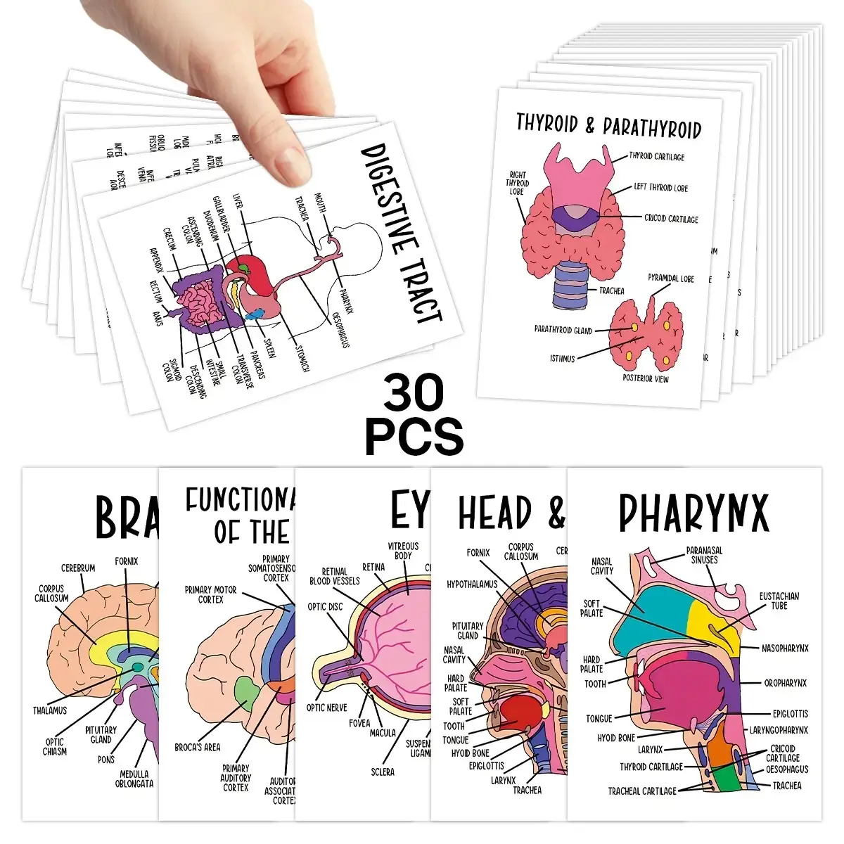 30 Human Anatomy Flashcards, Medical and Nursing Study Guide, Anatomical Physiology Cards, Exam Prep and Visual Learning, Educational Flashcards
