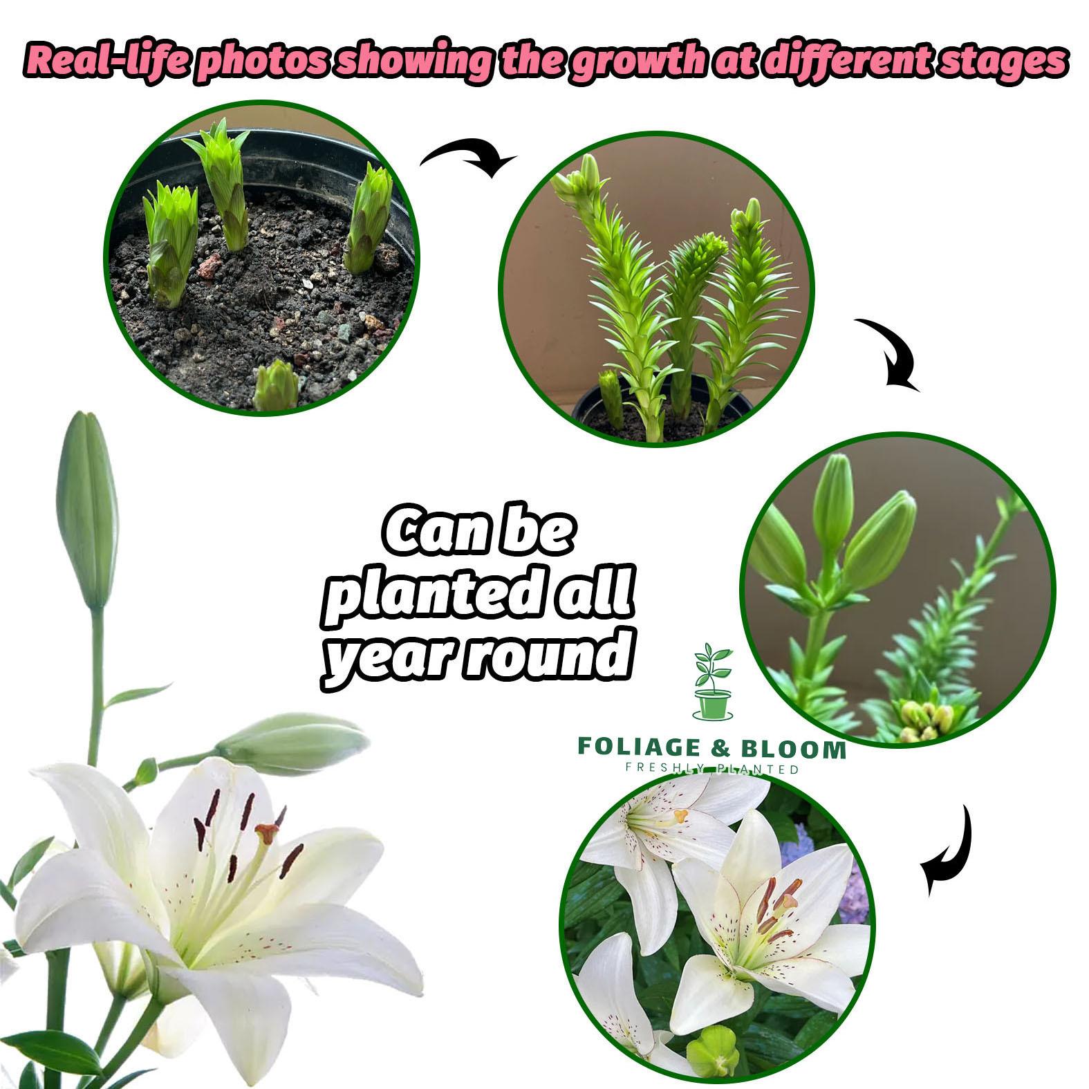 High-quality perfume lily flower bulbs, big fragrant flowers, shipped with buds, flowering all year round, suitable for indoor and outdoor potted plants, cold-resistant and easy to grow