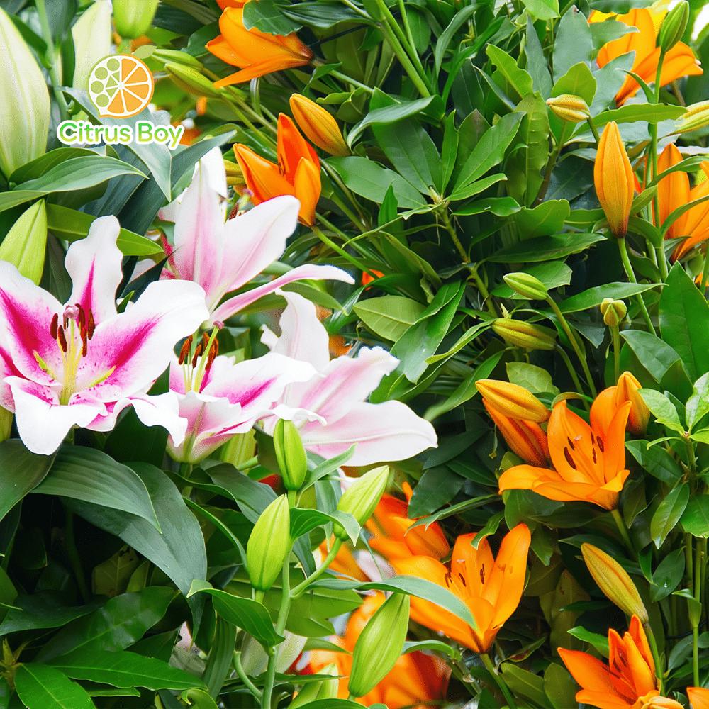 High quality lily bulbs with large and fragrant flowers, bright colors, suitable for potted and aboveground plants in balcony gardens, strong cold resistance, easy soil survival, suitable for novice horticulturists