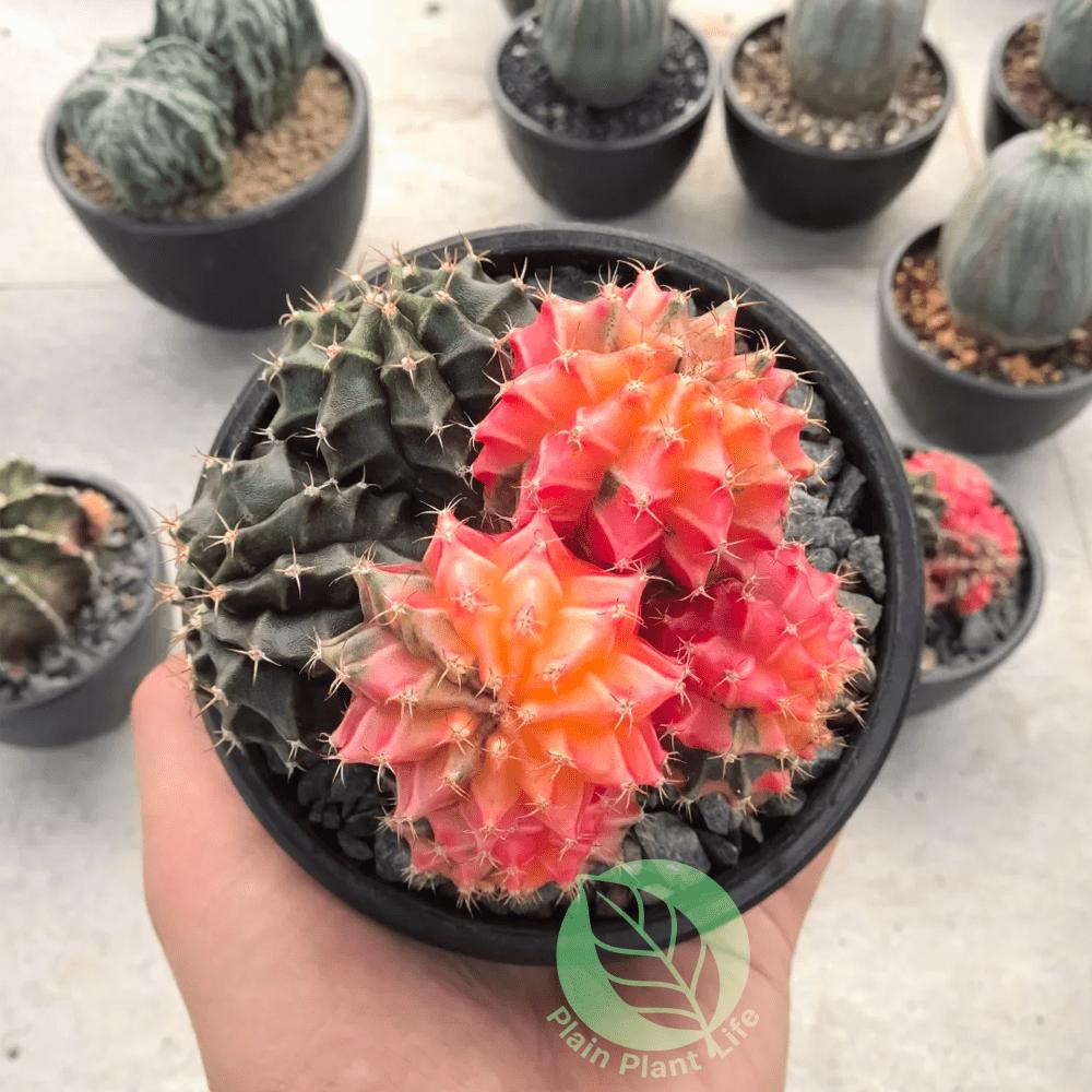 Peony cactus potted plants, succulent plant combination potted plants, easy to maintain, suitable for all seasons, green plants decorated in the living room and windowsill, no need for frequent watering, drought tolerance