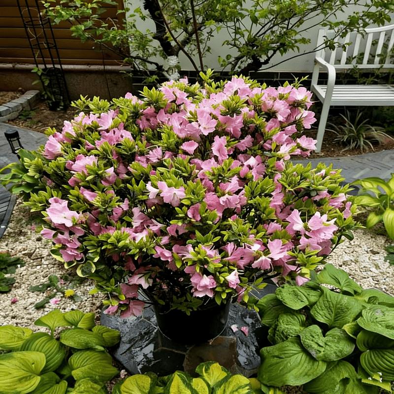 Rhododendron seedlings, multi-colored bright flowers, seedlings, rich colors, high value, courtyard balcony, colorful flowers, easy to cultivate, green flowers