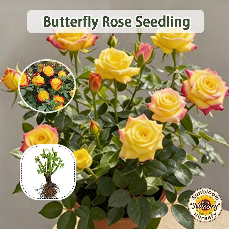 Butterfly Rose Seedlings | Outdoor Garden and Home Decoration Flowers Rose Plants