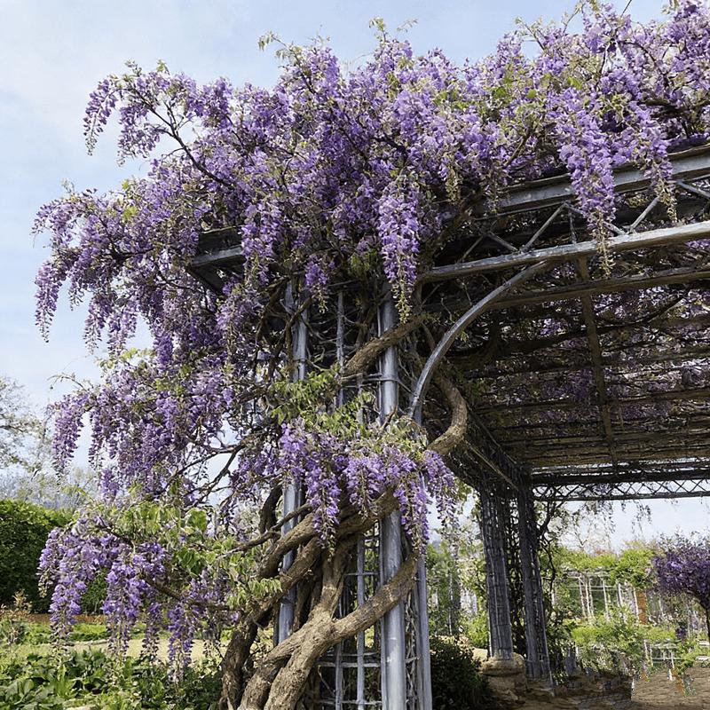 Wisteria seedlings, climbing Wisteria, suitable for gardens, easy to climb, garden flower wall scene, blooming green plants