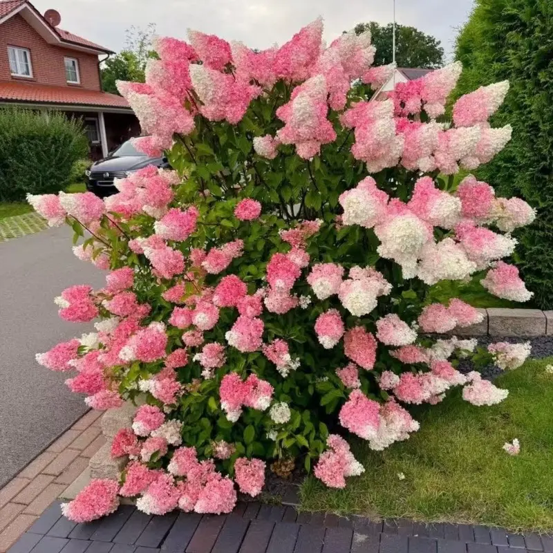 21pcs Vanilla Strawberry Hydrangea Seed Powder White Cone Flower, Hardy Shrub, Suitable for Garden Landscape