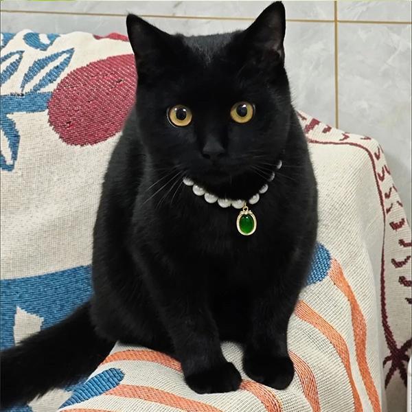 Luxury Pearl Pet Necklace, Cute Cat Dog Collar with Gem Pendant, Adjustable Pet Jewelry for Small Dogs Cats, Fashion Pet Accessory for Photoshoot Party