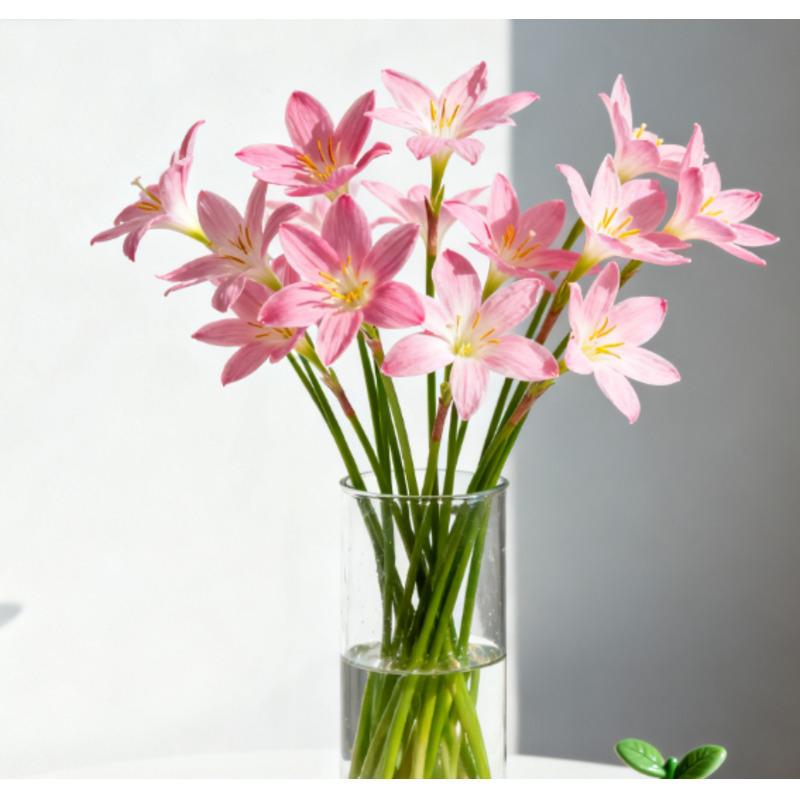Rain lily bulbs have high germination rate, strong vitality, easy maintenance, and can be easily planted by beginners