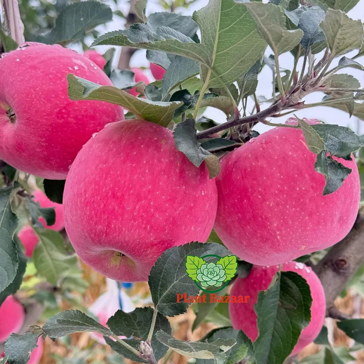 Semi-dwarf Honey Crispy Apple Tree Seedlings - Easy-to-grow fruit trees with high survival rates, ideal for home gardens and yards, hard, cold-resistant and fast-growing, suitable for beginners and home backyards