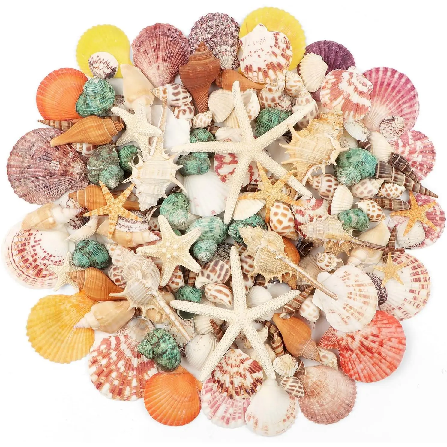 1.5 LB Mixed Shells (130+ Pieces) - Beach Seashells, Starfish, Oyster Shells of Various Sizes for Decorative Fillers, Beach Theme Decor, DIY Crafts, Indoor Leisure Decorations