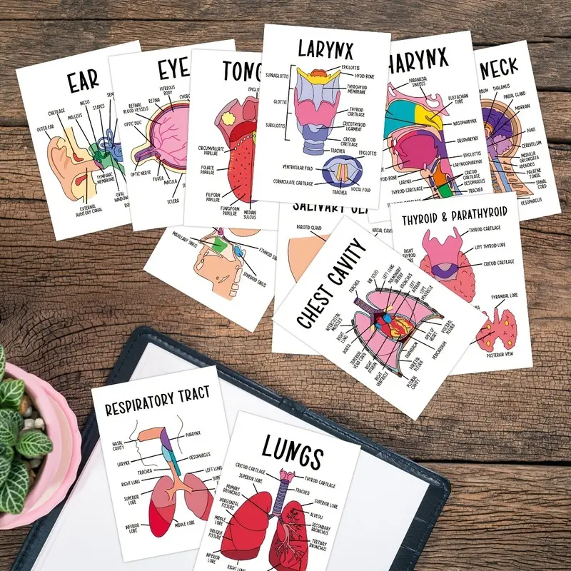 30 PCS Anatomy Flash Cards, Human Body Study Cards with Detailed Anatomical Illustrations & Labeled Organs, Medical Learning Cards for Nursing Students, Biology, Physiology & Anatomy Study