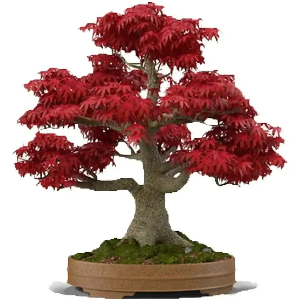 Japanese Red Maple Bonsai Tree Seeds | 200+ Seeds | Highly Prized for Bonsai, Japanese Maple Tree Seeds