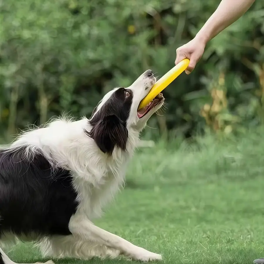Durable Dog for Training, Bright Pet Disc for Border Collies, Outdoor Fetch and Tug Toy, Indoor and Outdoor Sports Gear