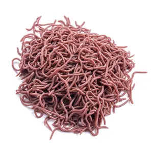 8cm Lifelike Bloodworm Soft Fishing Lures – Realistic Red Worms Artificial Baits, Slow Sinking Silicone Worm for Bass, Trout, Panfish, Saltwater & Freshwater, Scented Floating Soft Plastic Fishing Tackle
