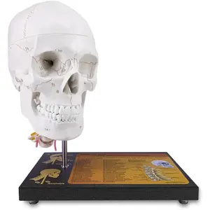 360°Rotatable Upgraded Life Size Human Skull on Cervical Vertebrae Anatomical Model with Spinal Nerves and Arteries with Laser-Etched Fonts Not Hand Write Number,Not Smudged for Medical Student