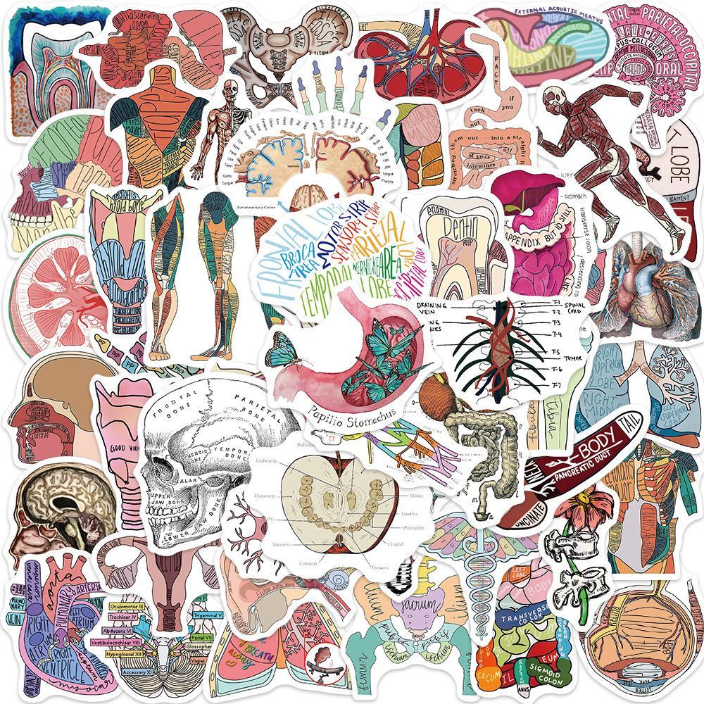 Organ Body Parts Series Graffiti Sticker, 50pcs/set Waterproof Self Adhesive Decor Paper, Decor Sticker for Gift Greeting Card Water Bottle Laptop Phone