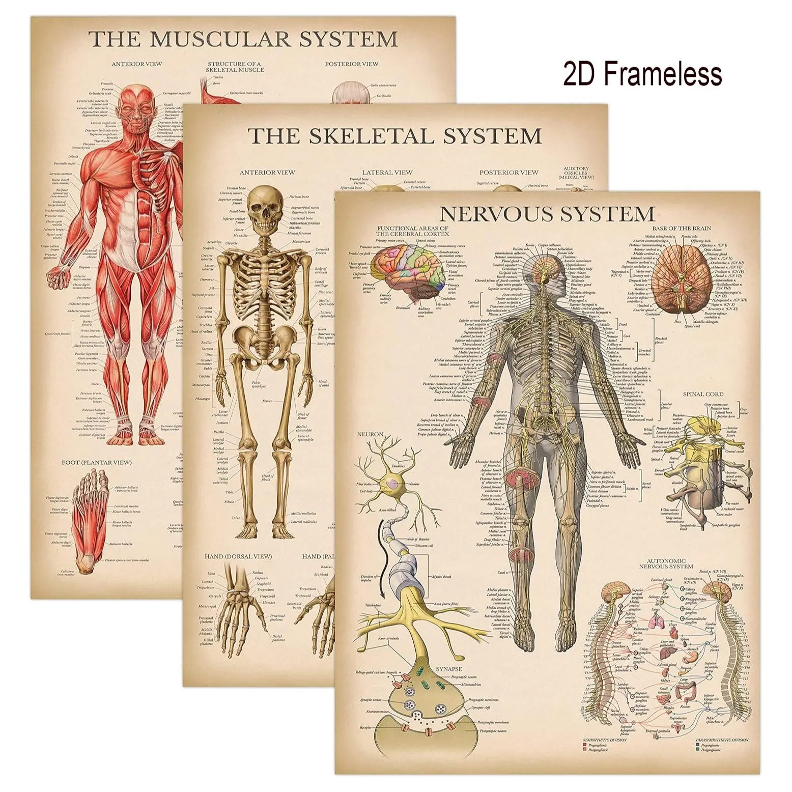 3-piece set  Retro-style Musculoskeletal and Nervous System Anatomy Poster Set—Anatomy Diagrams of the Musculoskeletal System. Unframed 2D canvas posters Frameless