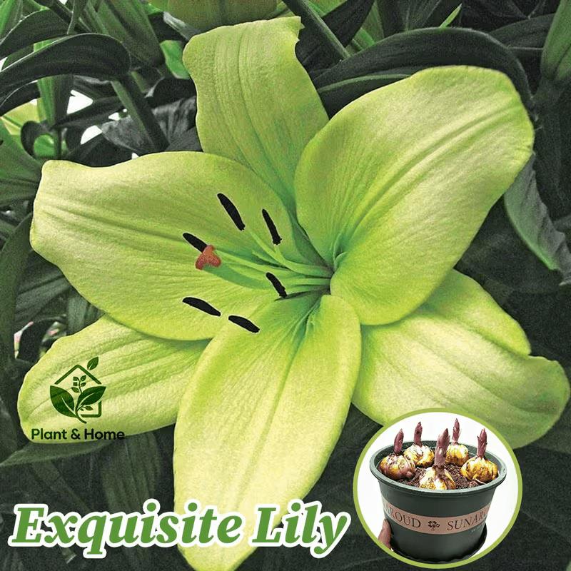 Lily, the embellishment of childhood greenery! Green lilies bloom like fairy tales, are shade-resistant and easy to raise, and are evergreen in all seasons - bringing healing scenery to your courtyard or balcony
