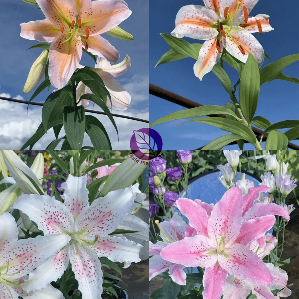 Mixed-color lily bulbs, perennial bulbs, easy to plant and maintain, garden balcony potted decorative seedlings, cold-resistant and heat-resistant, a must for home gardening landscapes