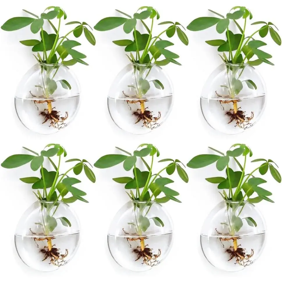 Wall Propagation Planters 6 Pack Wall Glass Planters Wall  Holder | Glass Wall Vase, Indoor Hydroponic Decor,  Propagation Wall