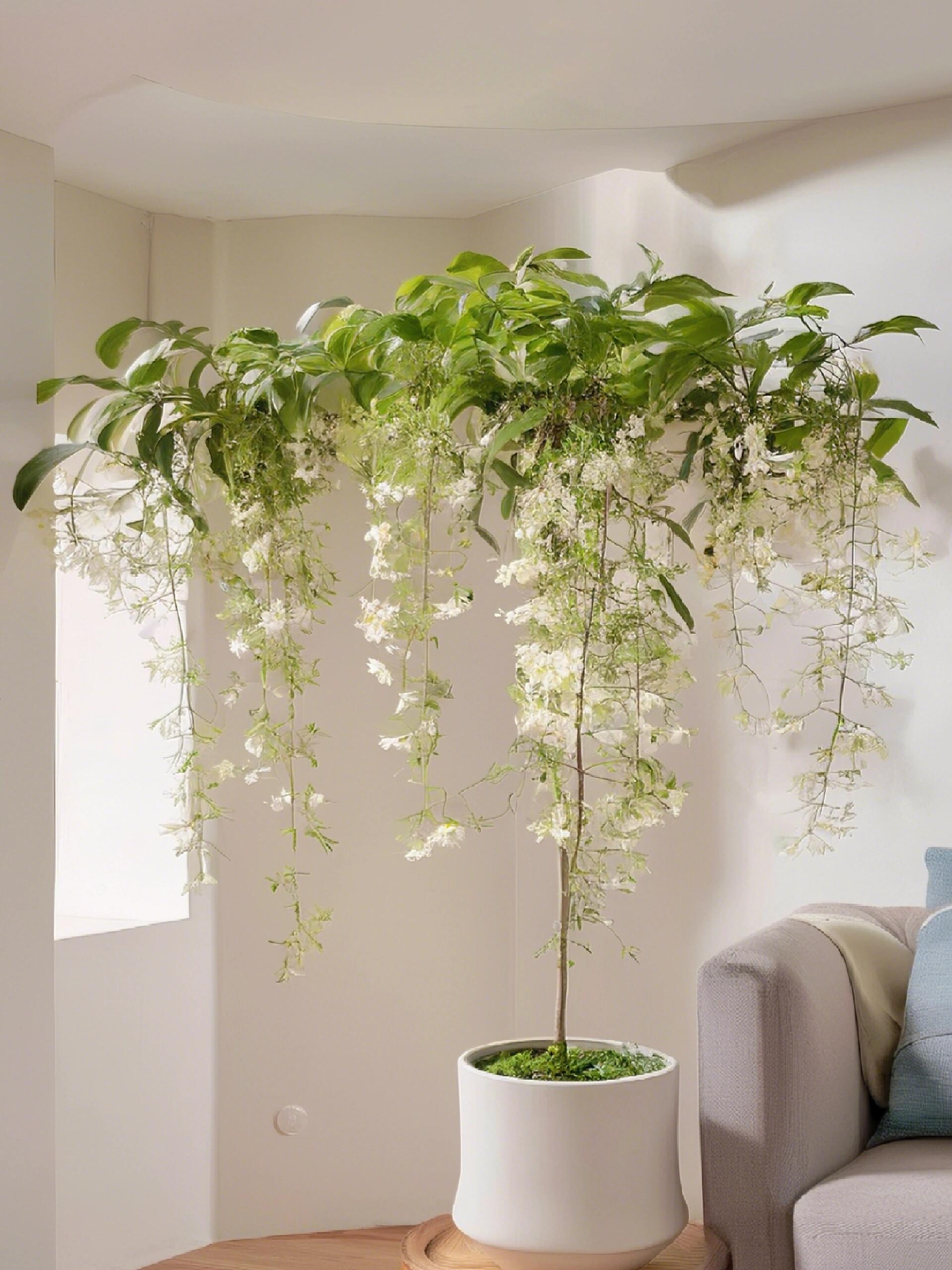 BUY 2 GET 1 FREETrailing Jasmine Seeds Bridal Veil High Germination Rate Nodding Clerodendron Easy to Grow Long Lasting Aroma for Home Garden Fragrant Blooms Rare Cascading Jasmine Perfect for Balconies & Indoor Pots