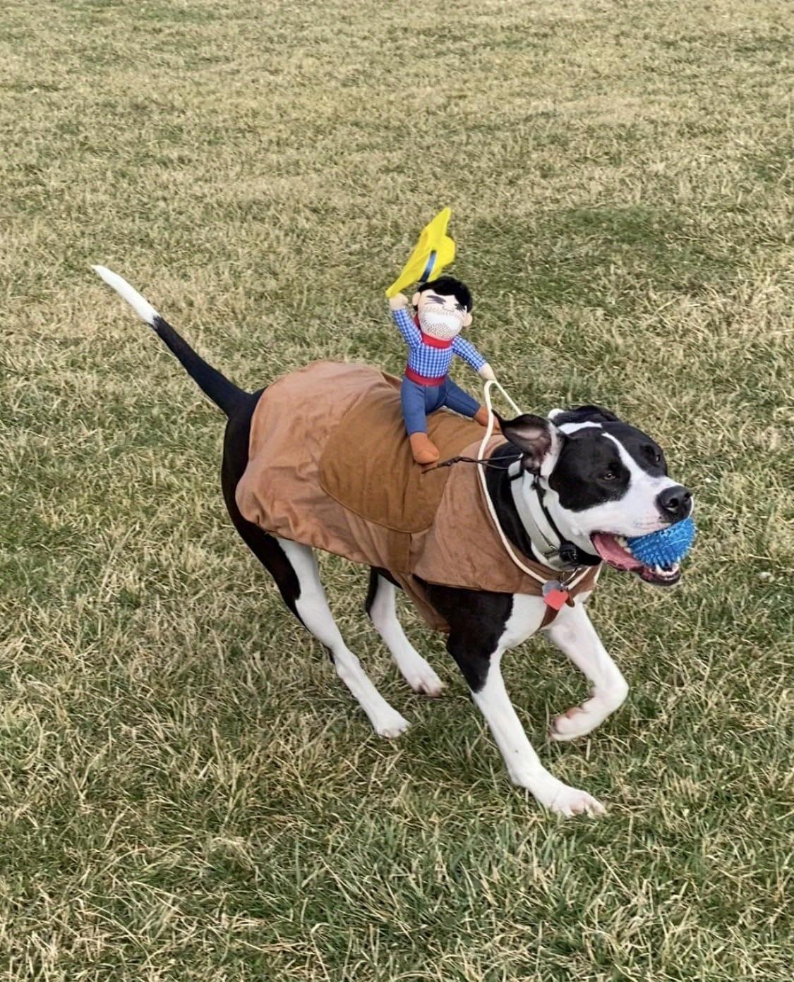 Large Cowboy Rider Dog Costume - Adjustable Pet Outfit, Suitable for Halloween and Parties, Fits Pets Weighing 38.5-99 Pounds