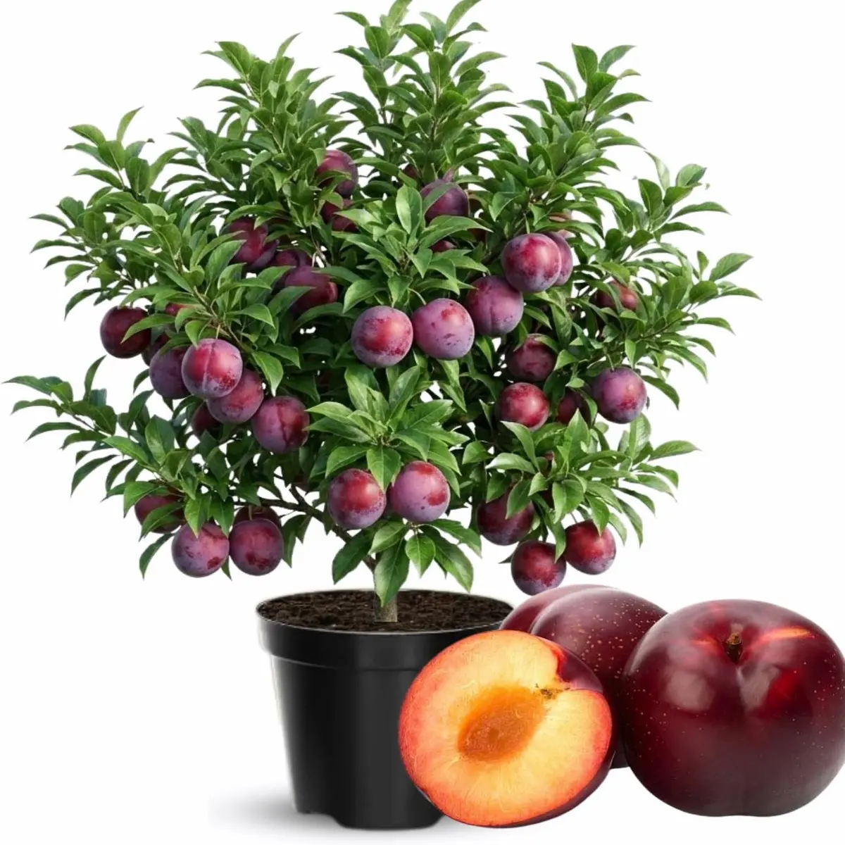 Grafted Plum Tree Live Plant - 1 Plant, 1.3-1.6 ft Tall in 3 Gal Pot, Full Sun, Spring Planting, Fast-Growing, High Yielding, Beginners-Friendly, Earlier Fruiting, Faster Establishment, Edible Landscape Suitable for Experienced Gardeners