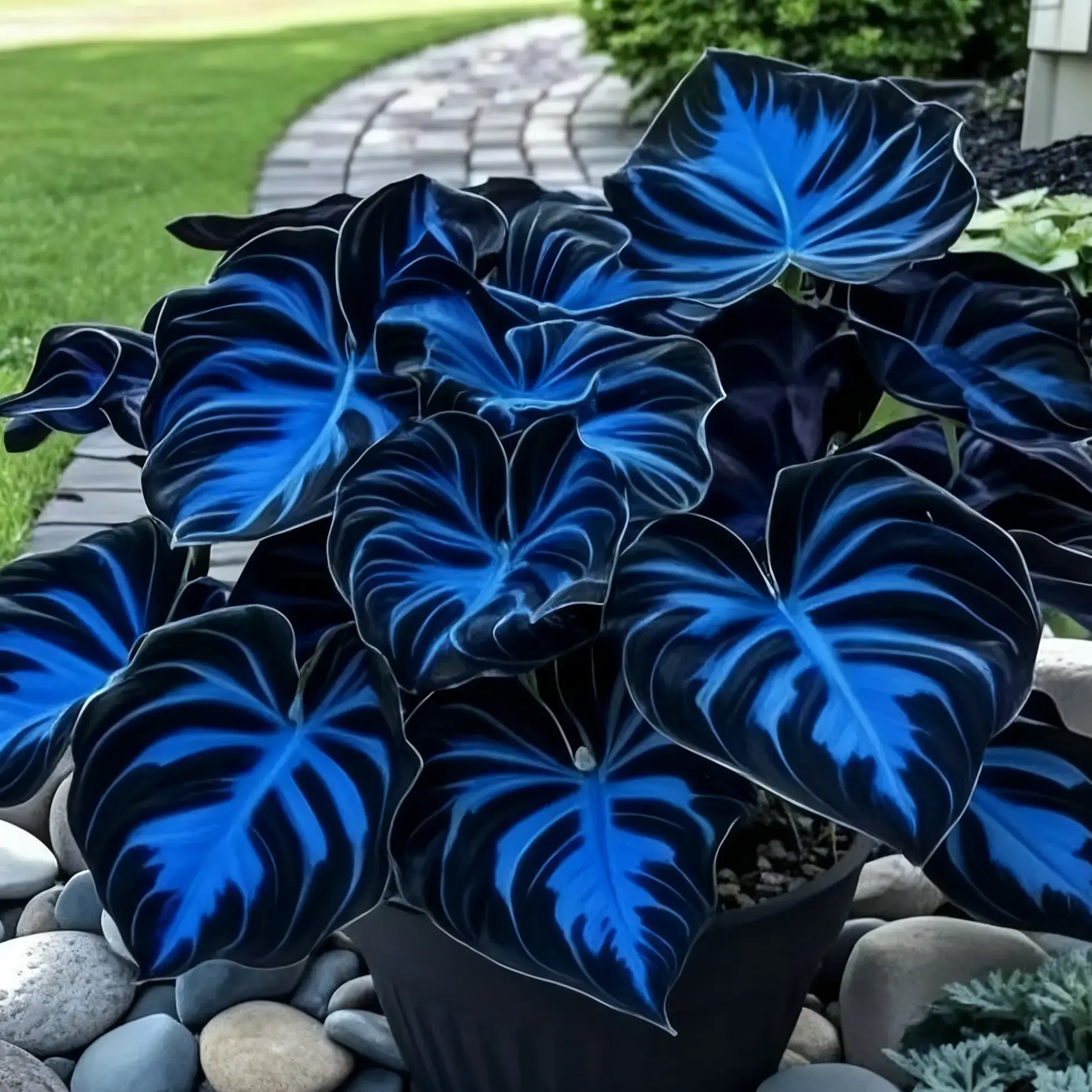 Hosta Seeds (800 Count) - Easy-to-Grow Garden Flower Seeds for Home & Patio, Add Shade to Enhance Garden